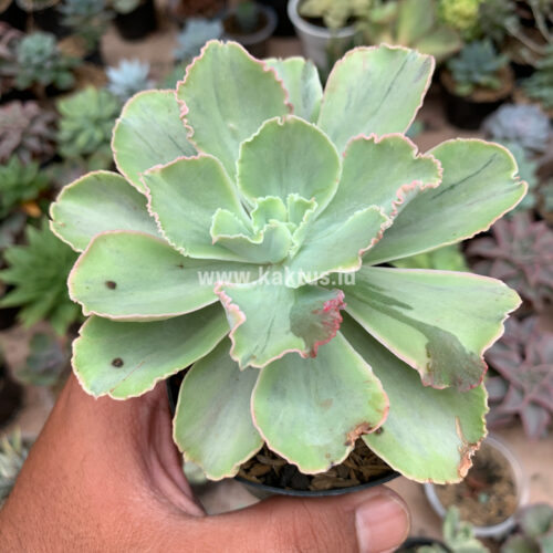 Echeveria Chantilly White Mutation, real gallery image #4 plants. Picture taken directly from kaktus.id community Echeveria farmer green houses.