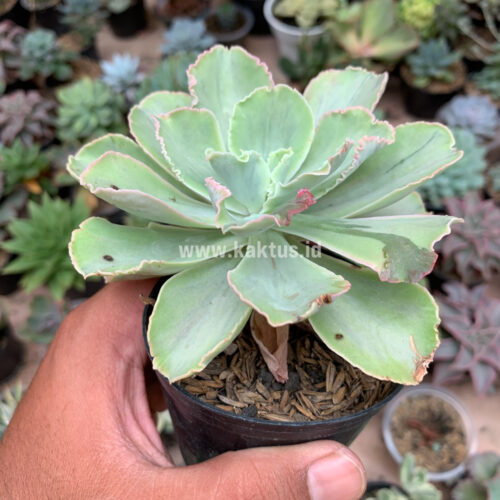 Echeveria Chantilly White Mutation, real gallery image #5 plants. Picture taken directly from kaktus.id community Echeveria farmer green houses.