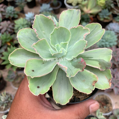 Echeveria Chantilly White Mutation, real gallery image #6 plants. Picture taken directly from kaktus.id community Echeveria farmer green houses.