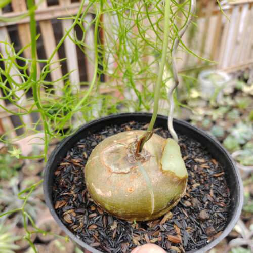 Bowiea Volubilis 'Sea Onion' - Climbing Onion, real gallery image #1 plants. Picture taken directly from kaktus.id community Bowiea farmer green houses.