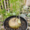 Bowiea Volubilis 'Sea Onion' - Climbing Onion, real gallery image #6 plants. Picture taken directly from kaktus.id community Bowiea farmer green houses.