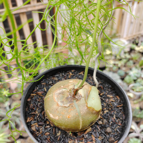 Bowiea Volubilis 'Sea Onion' - Climbing Onion, real gallery image #5 plants. Picture taken directly from kaktus.id community Bowiea farmer green houses.