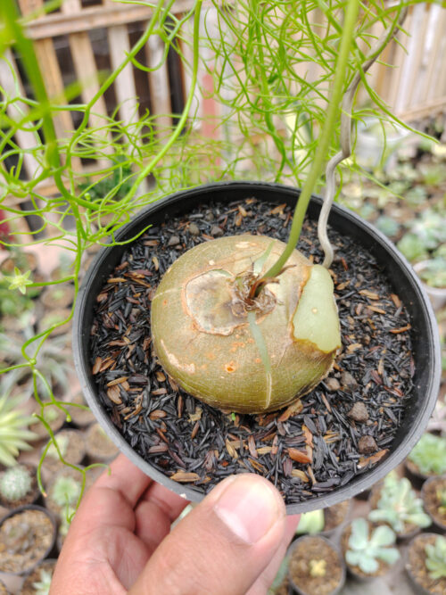 Bowiea Volubilis 'Sea Onion' - Climbing Onion, real gallery image #4 plants. Picture taken directly from kaktus.id community Bowiea farmer green houses.