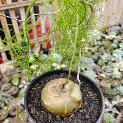 Bowiea Volubilis 'Sea Onion' - Climbing Onion, real gallery image #3 plants. Picture taken directly from kaktus.id community Bowiea farmer green houses.