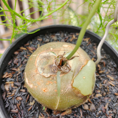 Bowiea Volubilis 'Sea Onion' - Climbing Onion, real gallery image #2 plants. Picture taken directly from kaktus.id community Bowiea farmer green houses.