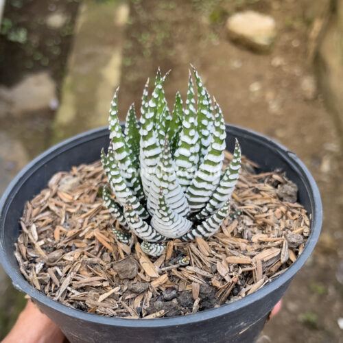 Haworthia Papilosa, real gallery image #10 plants. Picture taken directly from kaktus.id community Haworthia farmer green houses.
