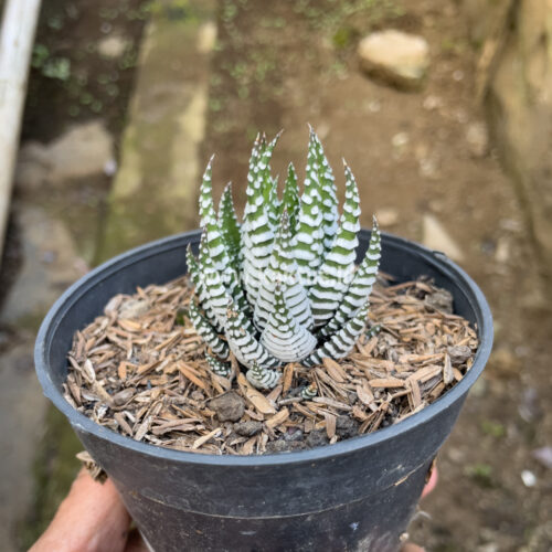 Haworthia Papilosa, real gallery image #5 plants. Picture taken directly from kaktus.id community Haworthia farmer green houses.