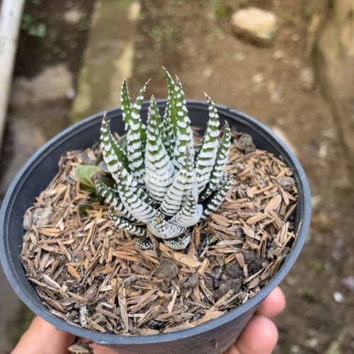 Haworthia Papilosa, real gallery image #2 plants. Picture taken directly from kaktus.id community Haworthia farmer green houses.