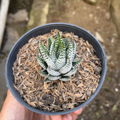 Haworthia Papilosa, real gallery image #4 plants. Picture taken directly from kaktus.id community Haworthia farmer green houses.
