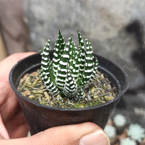 Haworthia Papilosa, real gallery image #1 plants. Picture taken directly from kaktus.id community Haworthia farmer green houses.