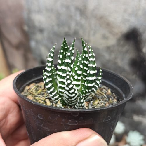 Haworthia Papilosa, real gallery image #6 plants. Picture taken directly from kaktus.id community Haworthia farmer green houses.