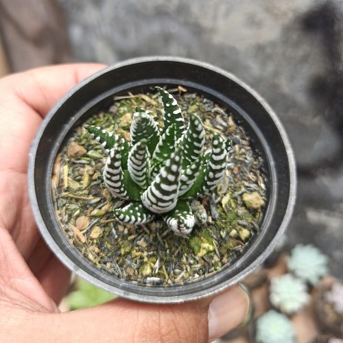 Haworthia Papilosa, real gallery image #7 plants. Picture taken directly from kaktus.id community Haworthia farmer green houses.