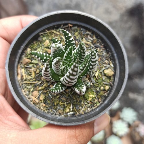 Haworthia Papilosa, real gallery image #9 plants. Picture taken directly from kaktus.id community Haworthia farmer green houses.