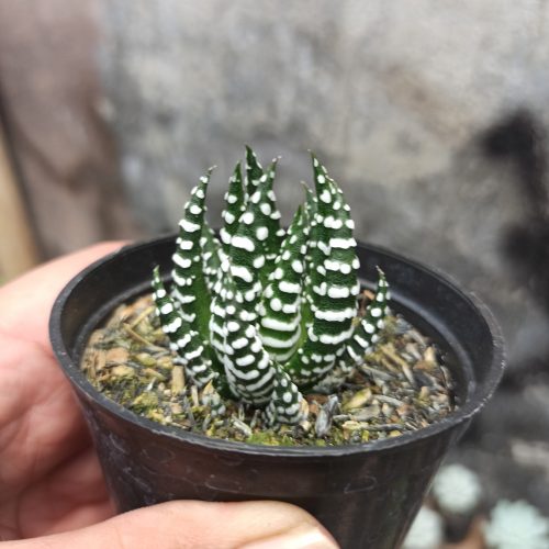 Haworthia Papilosa, real gallery image #3 plants. Picture taken directly from kaktus.id community Haworthia farmer green houses.