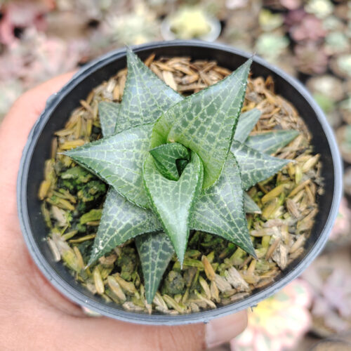 Haworthia Tesselata, real gallery image #1 plants. Picture taken directly from kaktus.id community Haworthia farmer green houses.