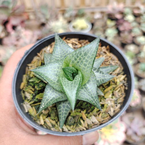 Haworthia Tesselata, real gallery image #7 plants. Picture taken directly from kaktus.id community Haworthia farmer green houses.