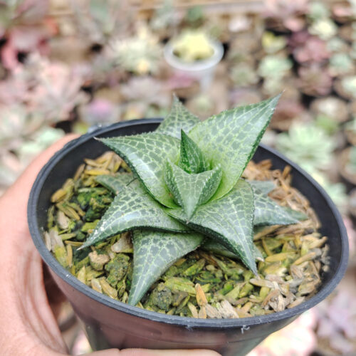 Haworthia Tesselata, real gallery image #9 plants. Picture taken directly from kaktus.id community Haworthia farmer green houses.