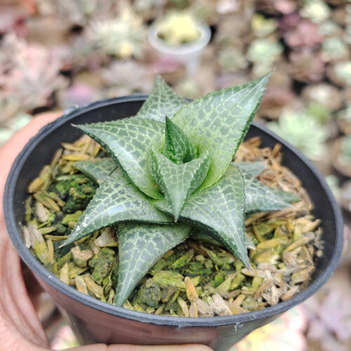 Haworthia Tesselata, real gallery image #10 plants. Picture taken directly from kaktus.id community Haworthia farmer green houses.