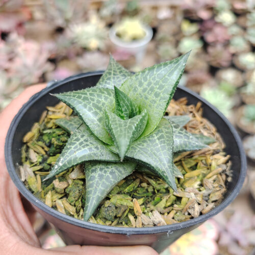 Haworthia Tesselata, real gallery image #11 plants. Picture taken directly from kaktus.id community Haworthia farmer green houses.
