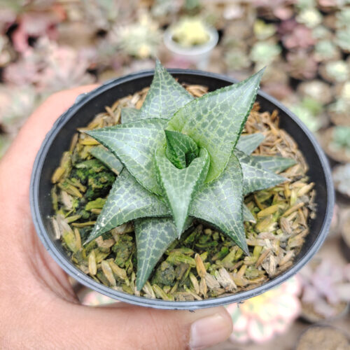 Haworthia Tesselata, real gallery image #4 plants. Picture taken directly from kaktus.id community Haworthia farmer green houses.