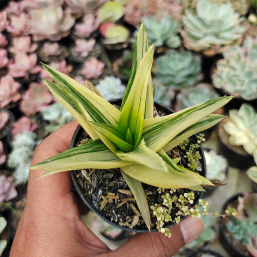 Haworthia Pentagona Variegated, real gallery image #6 plants. Picture taken directly from kaktus.id community Haworthia farmer green houses.