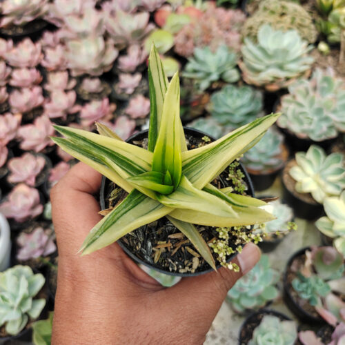 Haworthia Pentagona Variegated, real gallery image #10 plants. Picture taken directly from kaktus.id community Haworthia farmer green houses.