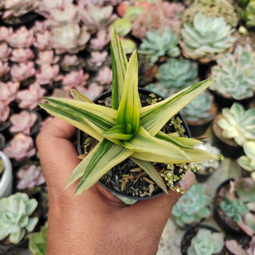 Haworthia Pentagona Variegated, real gallery image #11 plants. Picture taken directly from kaktus.id community Haworthia farmer green houses.