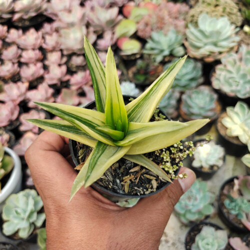 Haworthia Pentagona Variegated, real gallery image #12 plants. Picture taken directly from kaktus.id community Haworthia farmer green houses.