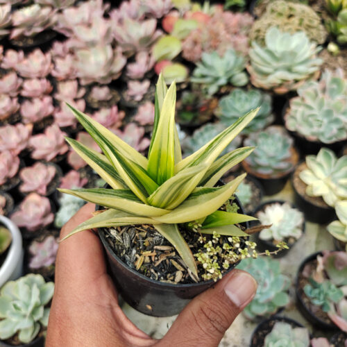 Haworthia Pentagona Variegated, real gallery image #13 plants. Picture taken directly from kaktus.id community Haworthia farmer green houses.