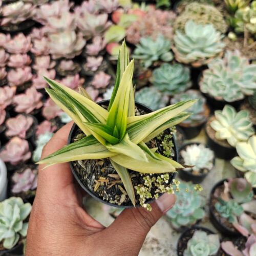Haworthia Pentagona Variegated, real gallery image #14 plants. Picture taken directly from kaktus.id community Haworthia farmer green houses.