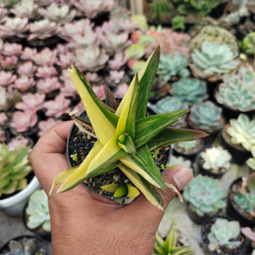 Haworthia Pentagona Variegated, real gallery image #15 plants. Picture taken directly from kaktus.id community Haworthia farmer green houses.