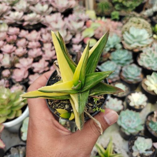 Haworthia Pentagona Variegated, real gallery image #3 plants. Picture taken directly from kaktus.id community Haworthia farmer green houses.