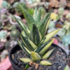 Haworthia Resendeana Variegated, real gallery image #5 plants. Picture taken directly from kaktus.id community Haworthia farmer green houses.