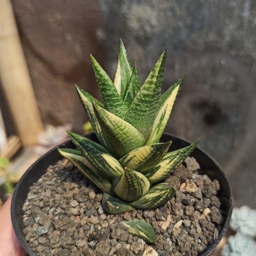 Haworthia Resendeana Variegated, real gallery image #2 plants. Picture taken directly from kaktus.id community Haworthia farmer green houses.