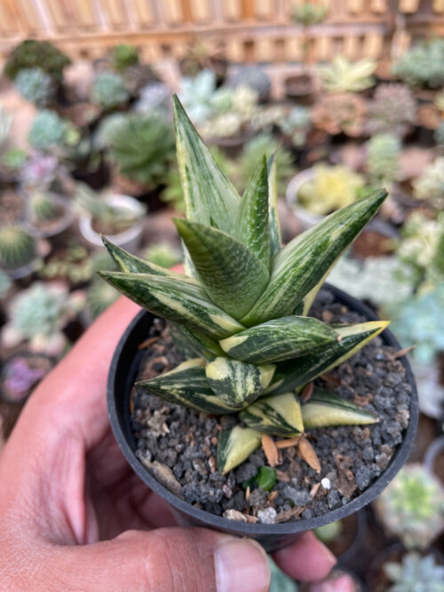 Haworthia Resendeana Variegated, real gallery image #1 plants. Picture taken directly from kaktus.id community Haworthia farmer green houses.