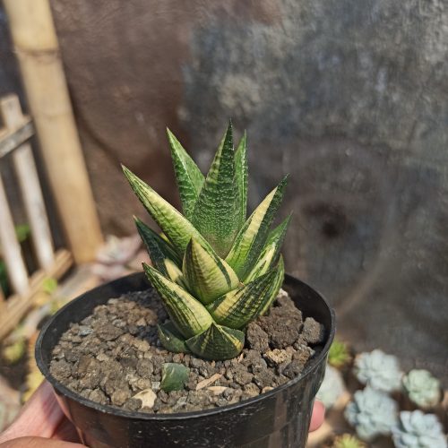 Haworthia Resendeana Variegated, real gallery image #8 plants. Picture taken directly from kaktus.id community Haworthia farmer green houses.