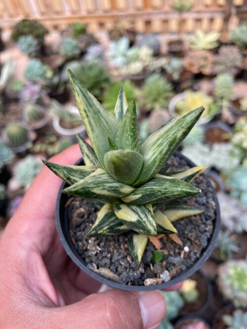 Haworthia Resendeana Variegated, real gallery image #3 plants. Picture taken directly from kaktus.id community Haworthia farmer green houses.