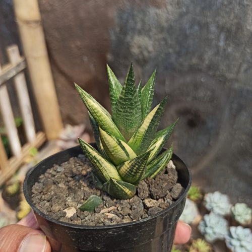 Haworthia Resendeana Variegated, real gallery image #6 plants. Picture taken directly from kaktus.id community Haworthia farmer green houses.