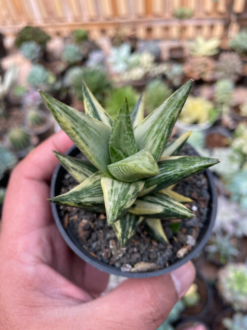 Haworthia Resendeana Variegated, real gallery image #7 plants. Picture taken directly from kaktus.id community Haworthia farmer green houses.