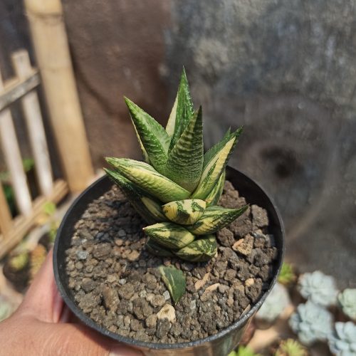 Haworthia Resendeana Variegated, real gallery image #9 plants. Picture taken directly from kaktus.id community Haworthia farmer green houses.