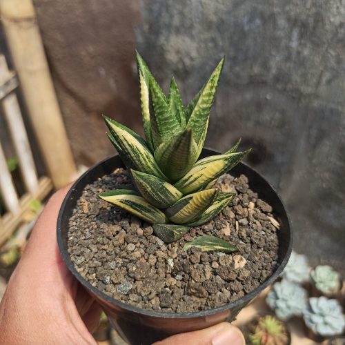 Haworthia Resendeana Variegated, real gallery image #4 plants. Picture taken directly from kaktus.id community Haworthia farmer green houses.