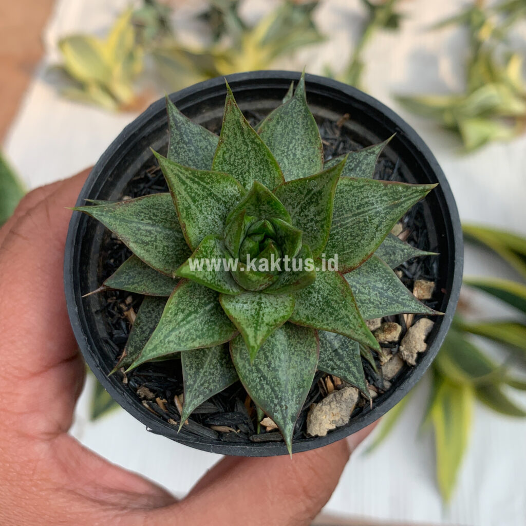 kaktus.id