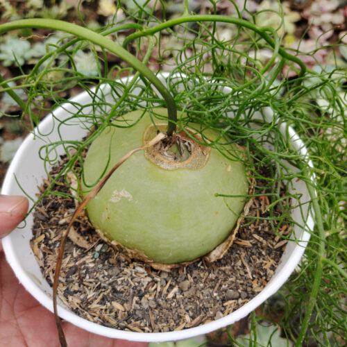 Bowiea Volubilis 'Sea Onion' - Climbing Onion, real gallery image #1 plants. Picture taken directly from kaktus.id community Bowiea farmer green houses.