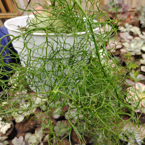Bowiea Volubilis 'Sea Onion' - Climbing Onion, real gallery image #2 plants. Picture taken directly from kaktus.id community Bowiea farmer green houses.