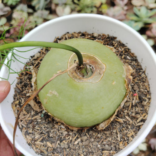 Bowiea Volubilis 'Sea Onion' - Climbing Onion, real gallery image #4 plants. Picture taken directly from kaktus.id community Bowiea farmer green houses.