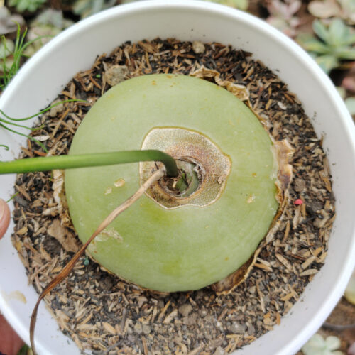 Bowiea Volubilis 'Sea Onion' - Climbing Onion, real gallery image #5 plants. Picture taken directly from kaktus.id community Bowiea farmer green houses.