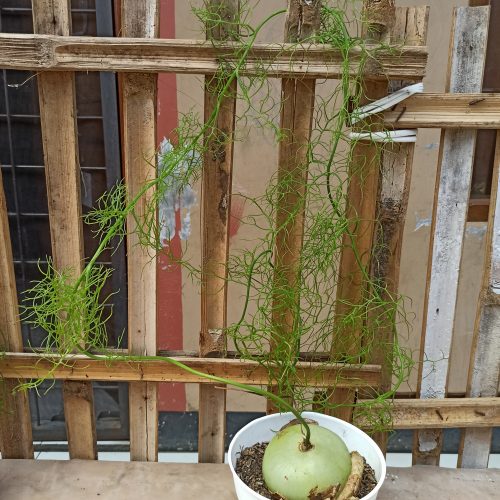Bowiea Volubilis 'Sea Onion' - Climbing Onion, real gallery image #7 plants. Picture taken directly from kaktus.id community Bowiea farmer green houses.