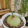 Bowiea Volubilis 'Sea Onion' - Climbing Onion, real gallery image #6 plants. Picture taken directly from kaktus.id community Bowiea farmer green houses.