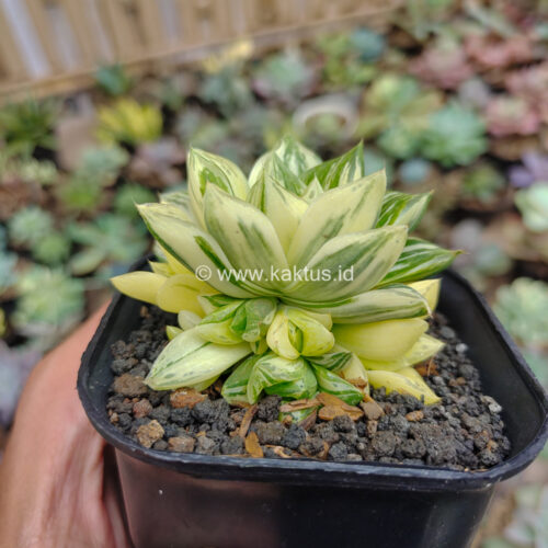 Haworthia Cymbiformis Hybrid Aurea Variegated, real gallery image #3 plants. Picture taken directly from kaktus.id community Haworthia farmer green houses.