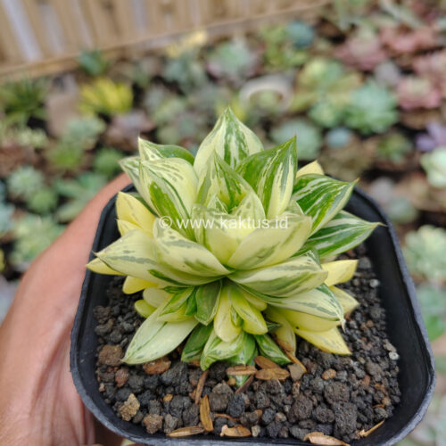 Haworthia Cymbiformis Hybrid Aurea Variegated, real gallery image #5 plants. Picture taken directly from kaktus.id community Haworthia farmer green houses.